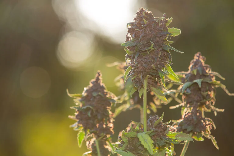 purple-hemp-flowers-medical-cannabis