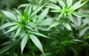 cannaverze article3 pic2